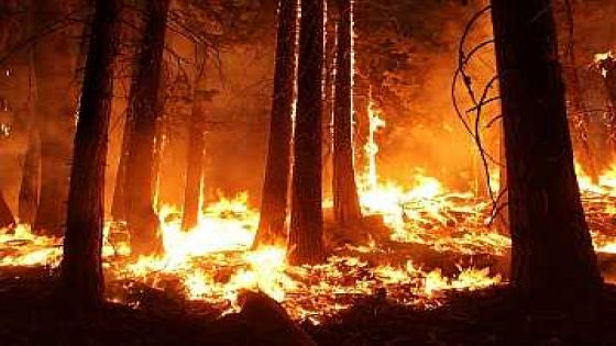 حريق مهول يأتي على غابة “كوروكو” بالناظور …